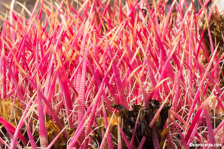 Ferocactus gracilis var. gracilis