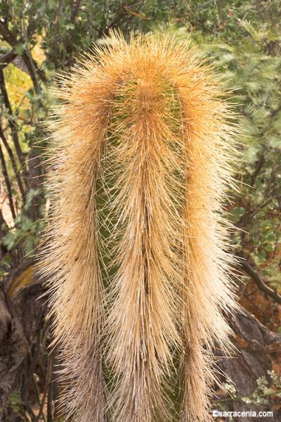 Lophocereus schottii var. schottii