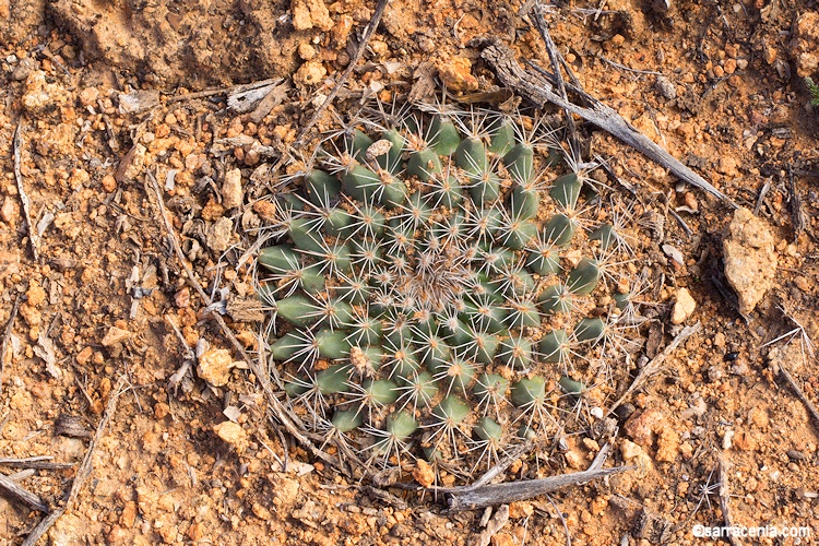 Mammillaria brandegeei