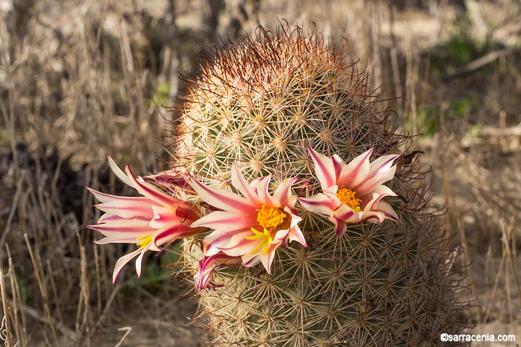 Mammillaria dioica