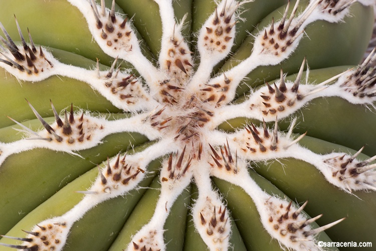 Pachycereus pringlei