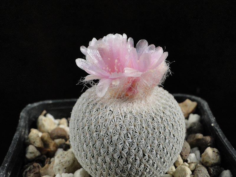 Epithelantha chihuahuense 2011 Juno26-2.jpg