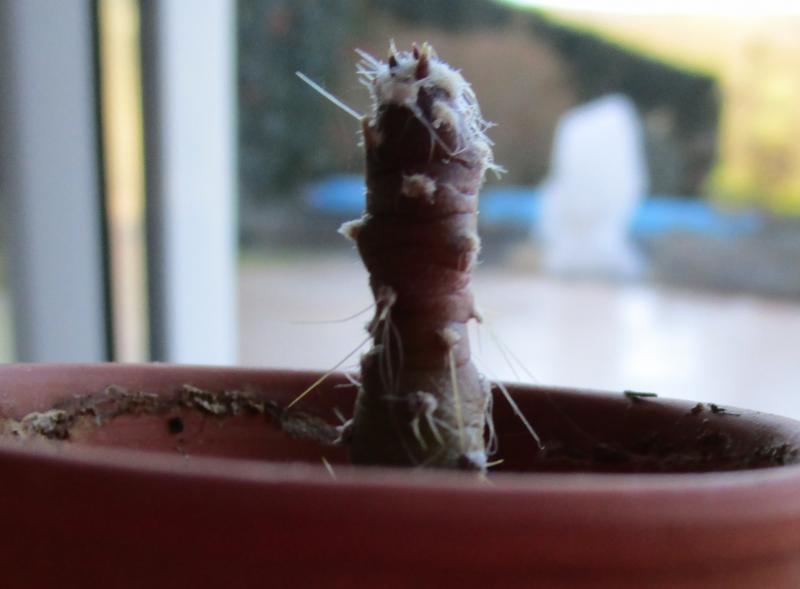 a small cactus, only about 2-3cm high for the moment. Funny looking, but I think he's alright?