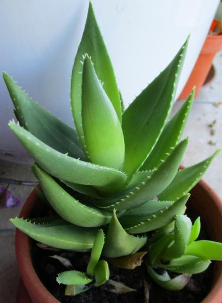 I think this is an aloe? has pretty big roots and seems to be doing well