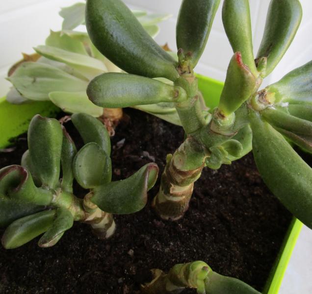 I think this might be a crassula ovata 'gollum'. One of the plants affected by the measlybug so it used to have more leaves.