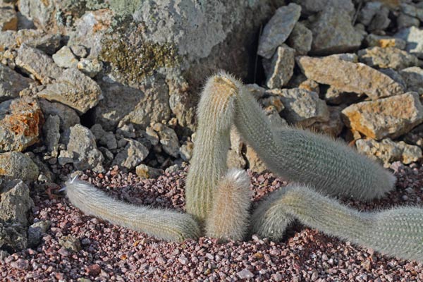 Cleistocactus strausii