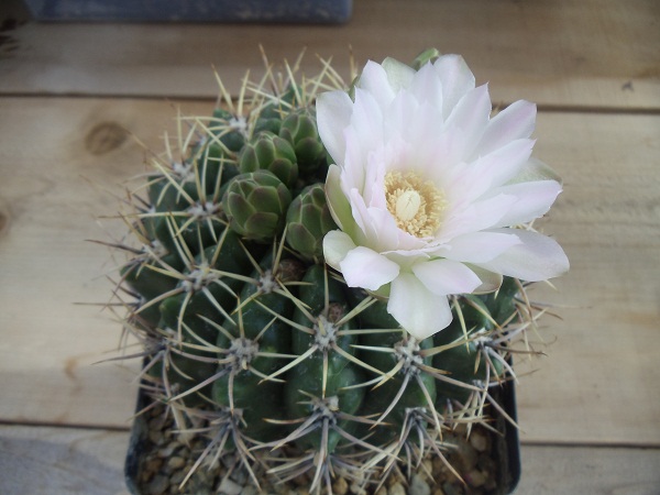 Gymnocalycium monvillei sub horridispinum, what the tag said