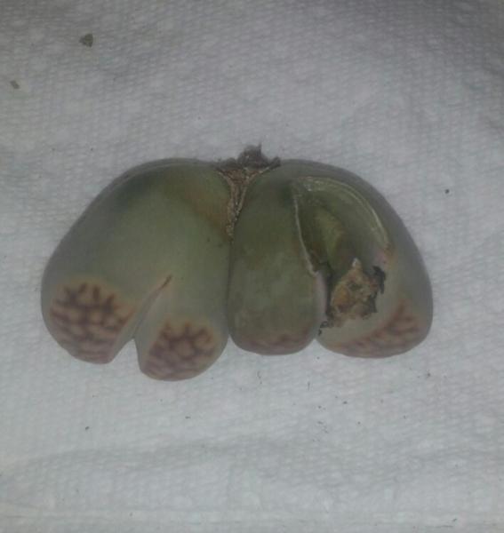 Lithops#1  top view