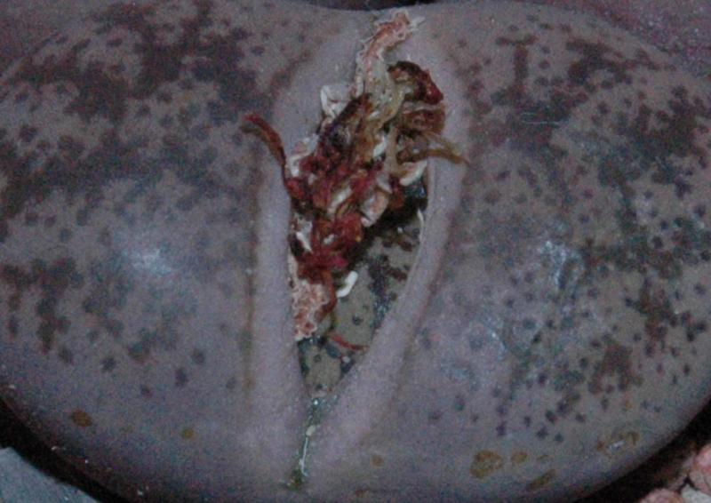 L. coleorum split close up 01-18-2015