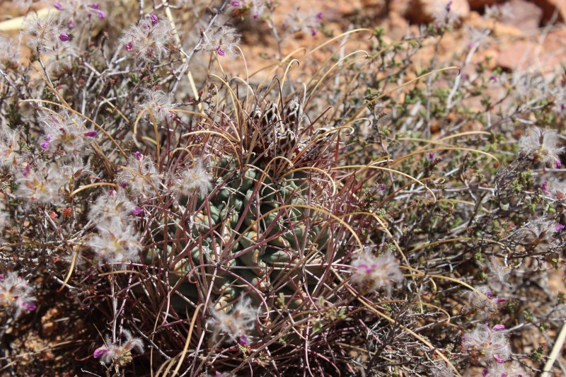 Glandulicactus (Sclerocactus) uncinatus (var. wrightii)