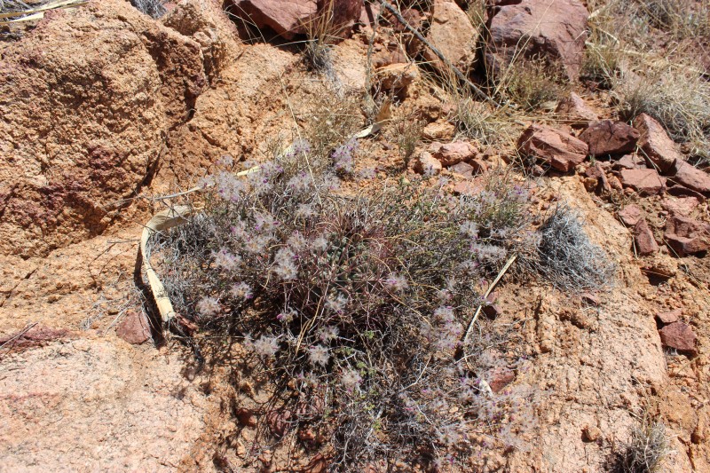 Glandulicactus (Sclerocactus) uncinatus (var. wrightii)
