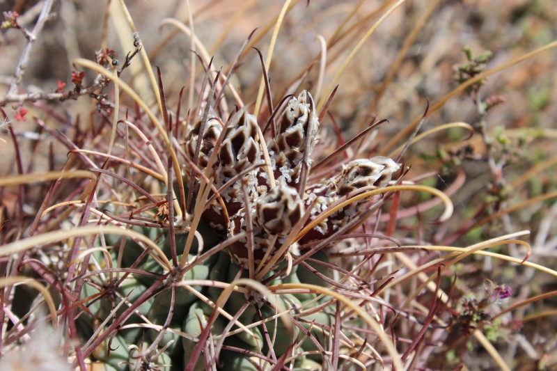 Glandulicactus (Sclerocactus) uncinatus (var. wrightii)