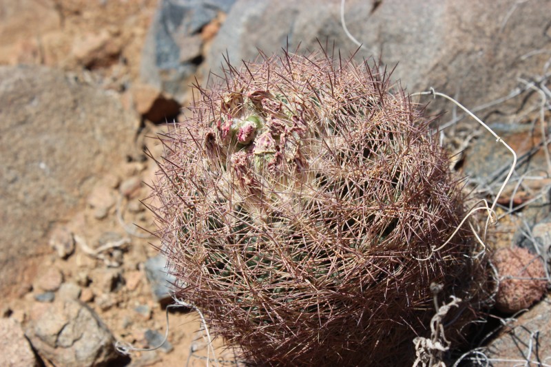 Echinomastus (Sclerocactus) intertextus var.dasyacanthus