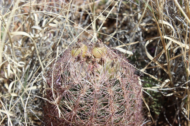 Echinomastus (Sclerocactus) intertextus var.dasyacanthus