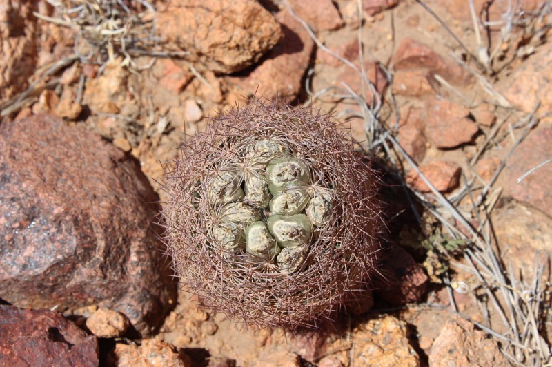 Echinomastus (Sclerocactus) intertextus var.dasyacanthus