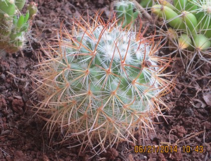 Ferocactus fordii 1 (Mobile).JPG