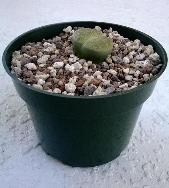 Lithop repotted.jpg