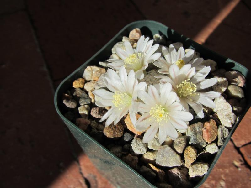 Mammillaria sanchez-mejoradae