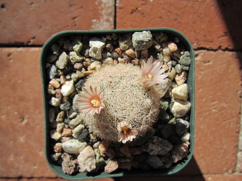 Mammillaria magallanii var. roseocentra