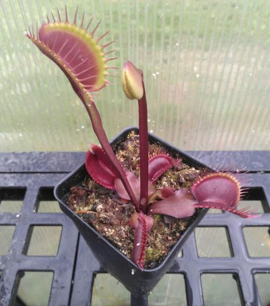 Akai ryu VFT