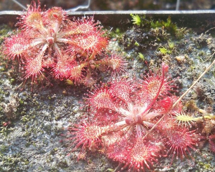 Drosera spatulata