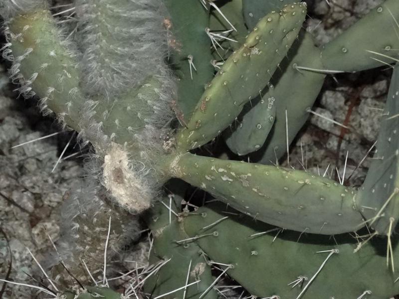 Opuntia sp. (2).jpg