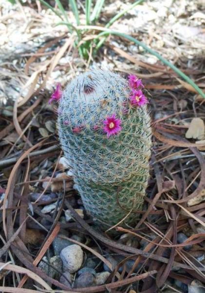 Mammillaria haageana ssp elegans (2015-Feb06).jpg