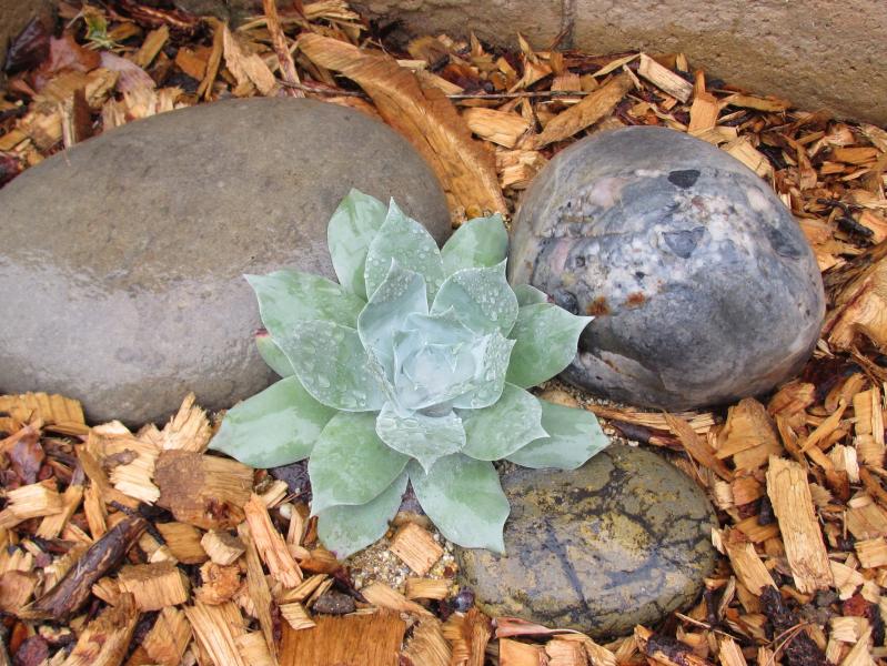 Dudleya pulverulenta