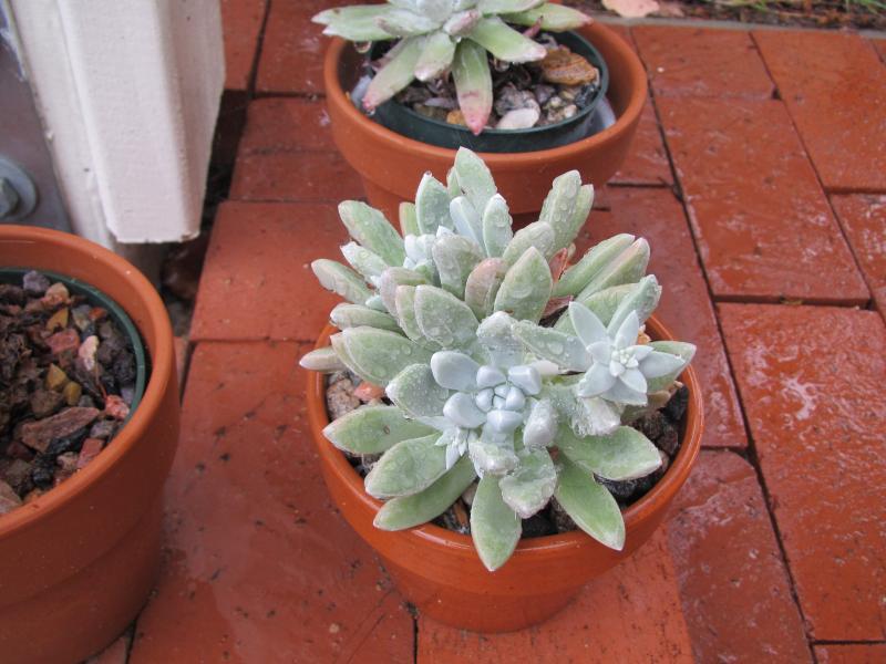 Dudleya caespitosa