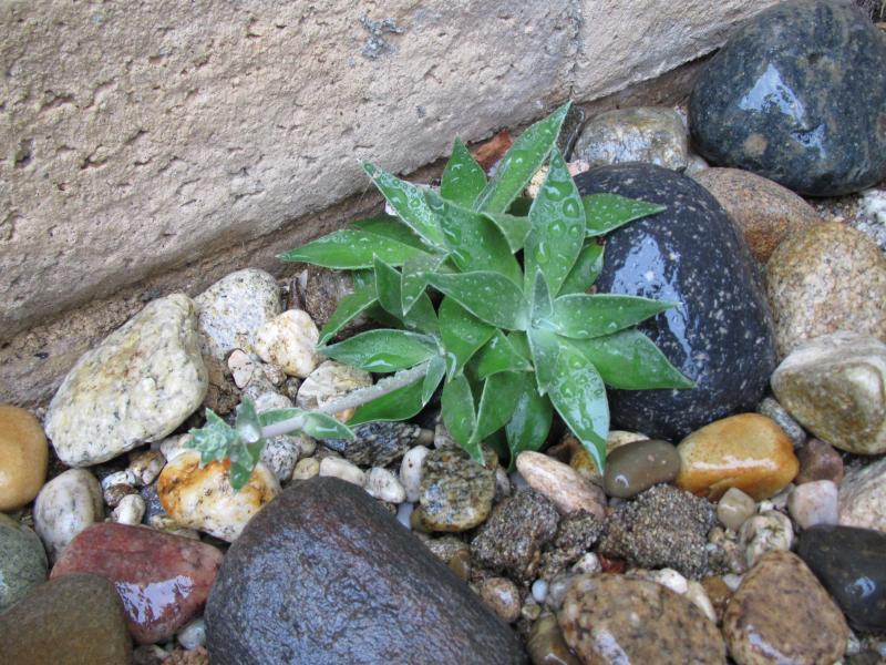 Dudleya lanceolata