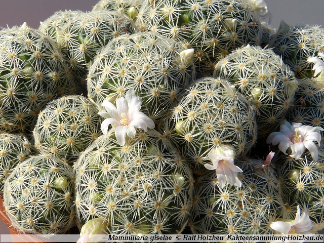 02_Mammillaria_giselae.JPG