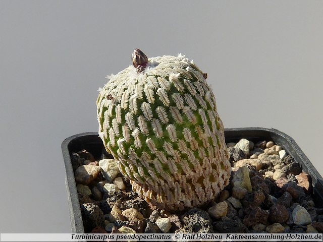 04_Turbinicarpus_pseudopectinatus_Dr._Arroyo.JPG