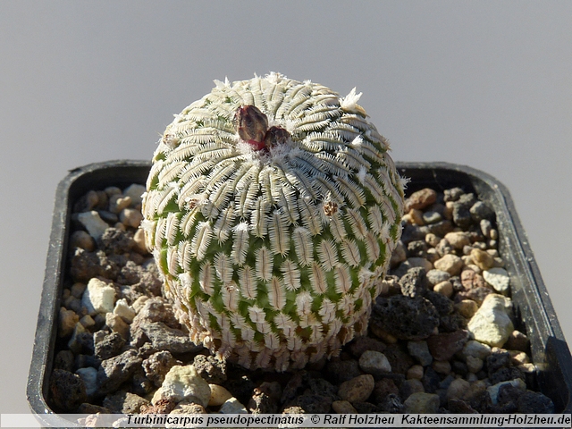 05_Turbinicarpus_pseudopectinatus_Dr._Arroyo.JPG