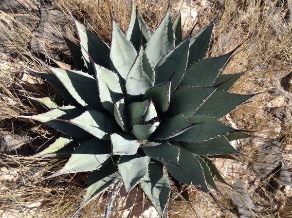 Start to see some agaves