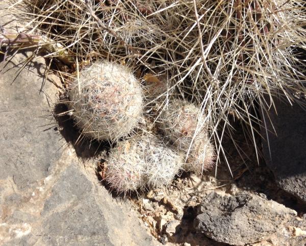 Like the 80% escobarias like between the echinocereus stramineus, interesting