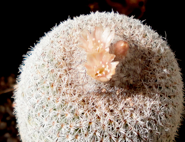 Epithelantha greggii