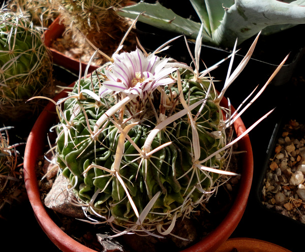 Echinofossulocactus erectocentrus, I think. Nice papery spines with black tips.