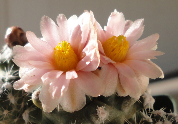 Love those Pediocactus winkleri flowers.