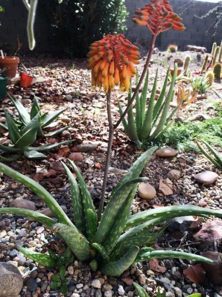 Aloe sinkatana (2015-Feb18)A.JPG
