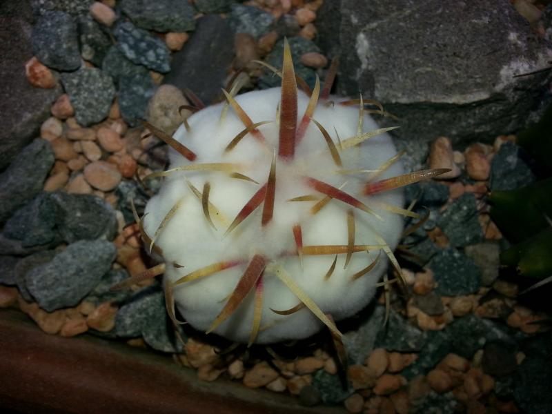 Ferocactus latispinus not usually this fury. Another victim to the damp.