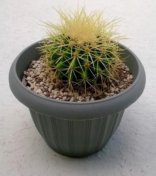 golden barrel new pot Feb 2015.jpg