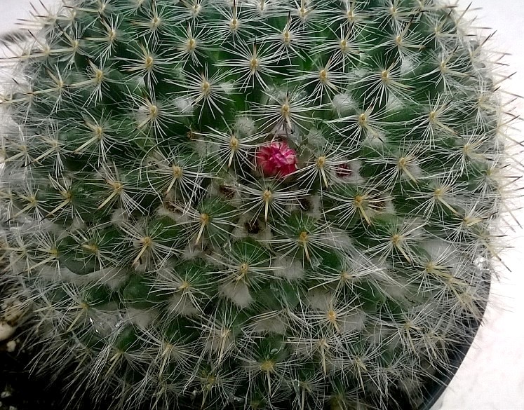 mammillaria hahniana blossom.jpg