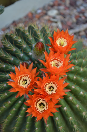 Echinopsis Bruchii