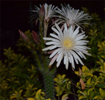 Peniocereus serpentinus