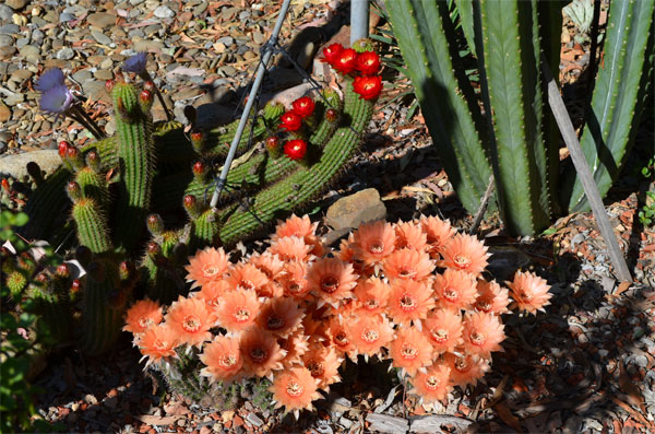 Some echinopsis