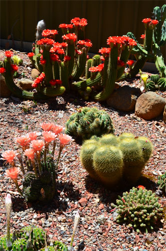 More echinopsis