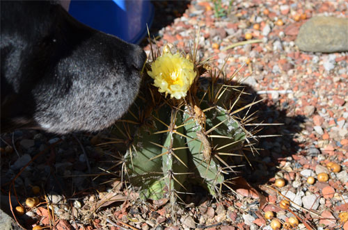 Astrophytum Ornatum and my 16 1/2 year old Labrador being foolish