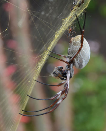 This female Golden Orb spider has been making a very complex and large web for months now. The Cleistocactus Baumannii is ideal for attracting bees for her. You can see a very nervous adult male golden orb in this shot as well.