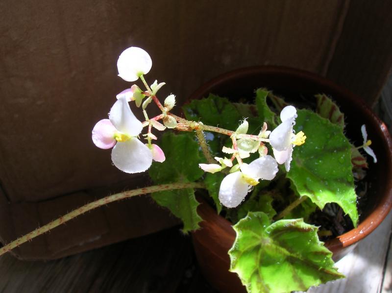 Rex Begonia (04-17-2012)