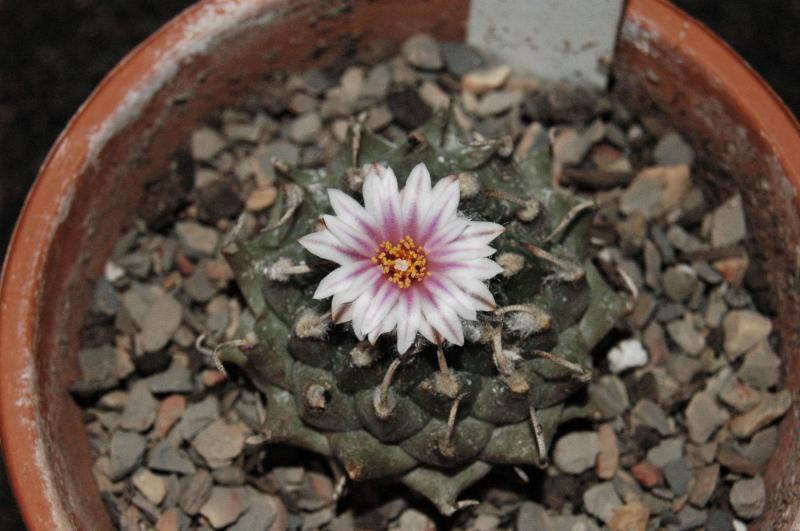 T.andersonii flower